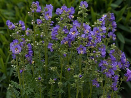 Jirnice 'Heavenly Habit' | Polemonium boreale 'Heavenly Habit'