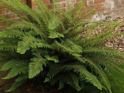 3720 kapradina stetinonosna herrenhausen