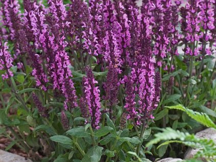 3723 salvej hajni new dimension rose