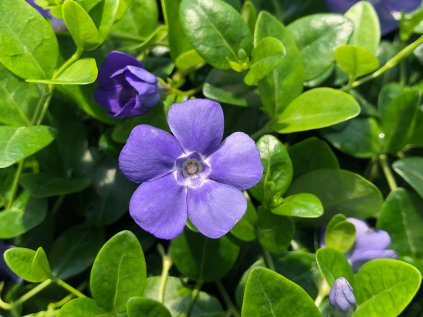 Barvínek menší 'Bowles ' | Vinca minor 'Bowles '