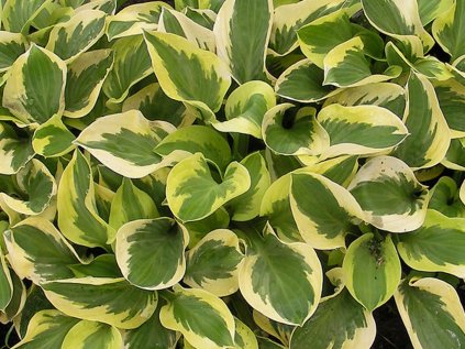 3750 bohyska brim cup