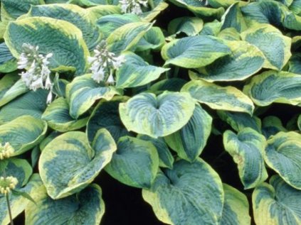 Bohyška 'Frances Williams' | Hosta 'Frances Williams'