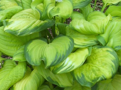 3756 bohyska stained glass