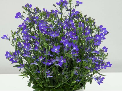 3819 lobelka drobna curacao compact blue 12