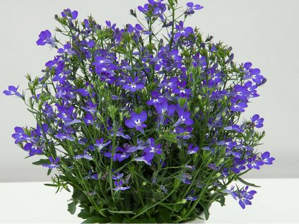 Lobelka drobná Curaçao® Compact Blue '12