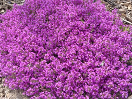 Mateřídouška časná 'Red Carpet' | Thymus praecox ' Red Carpet'