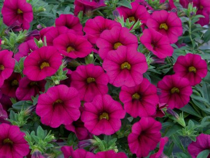 Milionový zvonek Neo Purple | Calibrachoa hybrida