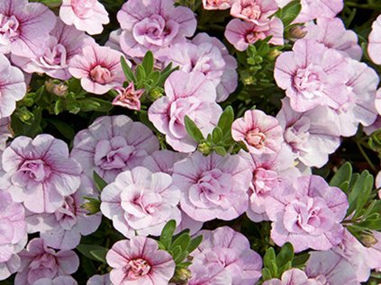 Milionový zvonek plnokvětý Uno Double Pink | Calibrachoa hybrida