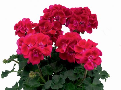 Pelargonium moonlight rubylee