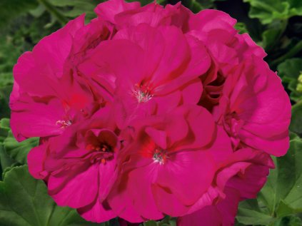 Muškát vzpřímený Sunrise® Evita | Pelargonium zonale Sunrise® Evita