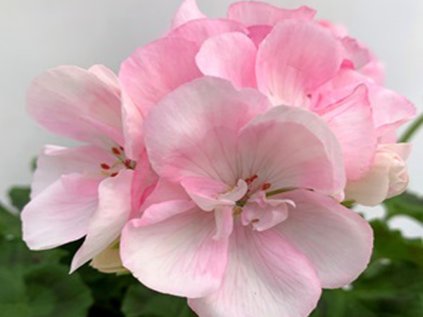 Muškát vzpřímený Sunrise® Holly