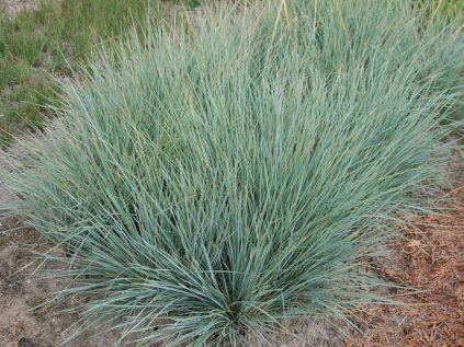 Ovsíř stálezelený 'Saphirsprudel' | Helictotrichon sempervirens 'Saphirsprudel'