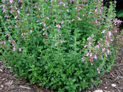 3882 ozanka kalamandra