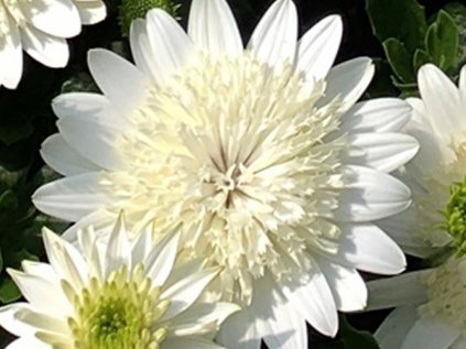 Paprskovka 3D Nanuk | Osteospermum ecklonis