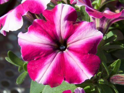 Petúnie polopřevislá Bonnie® Magenta Star | Petunia cultivars sel® Bonnie Magenta Star