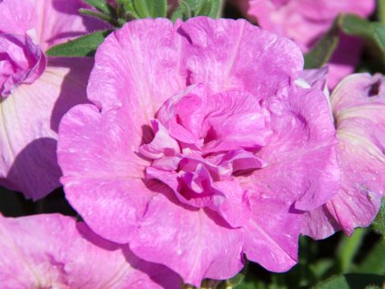 Petúnie polopřevislá SweetSunshine® Pink | Petunia cultivars SweetSunshine® Pink