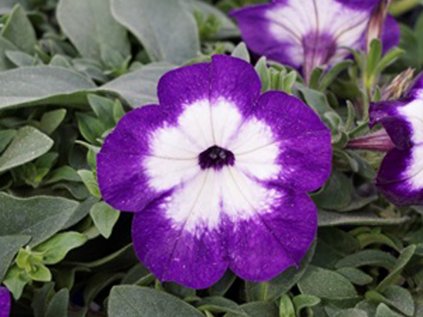 Petúnie převislá sel® Famous Fayence Violet | Petunia cultivars