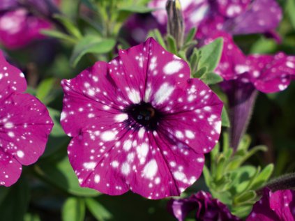 3903 petunia electric purple sky