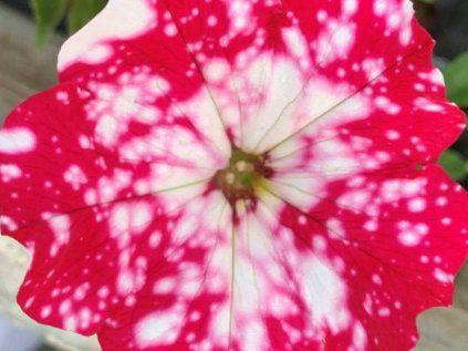 Petúnie převislá sel® Famous Cherry Sky