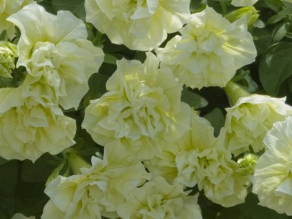 Petúnie polopřevislá Tumbelina® Susanna | Petunia cultivars