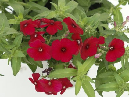 Plamének sel® Gisele® Cherry | Phlox cultivars sel® Gisele® Cherry