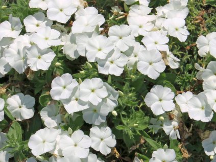 Plamének sel® Gisele® White | Phlox cultivars sel® Gisele® White