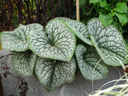 sea heart brunnera macrophylla 71829 2