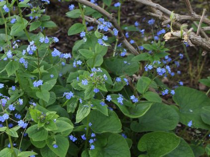 3945 pomnenkovec velkolisty