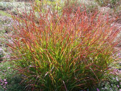 3948 panicum virgatum heiliger hain