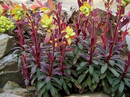 Pryšec mandloňovitý 'Purpurea'