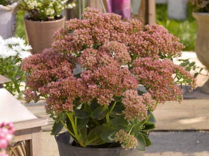 3960 rozchodnik nachovy herbstfreude sedum telephium herbstfreude