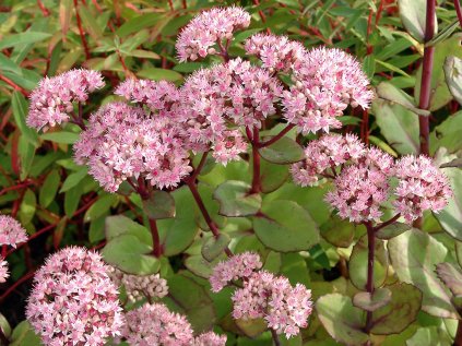 Rozchodník nachový 'Matrona' | Sedum telephium 'Matrona'