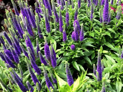 3969 veronica spicata