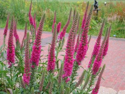 3972 rozrazil klasnaty rotfuchs veronica spicata rotfuchs