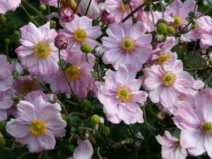 anemone konigin charlotte