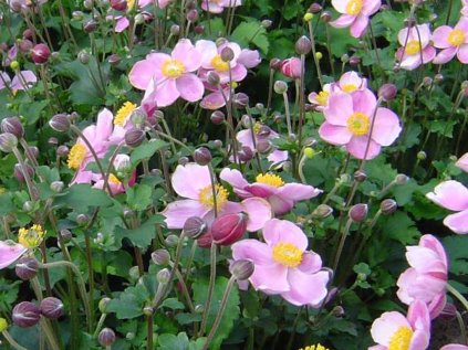 3978 sasanka japonska september charm