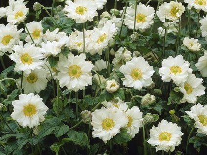 3981 sasanka whirlwind