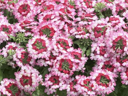 3990 1 verbena drums red shades