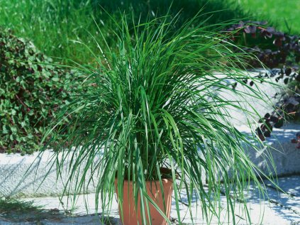 Třtina ostrokvětá 'Karl Foerster' | Calamagrostis acutiflora 'Karl Foerster'