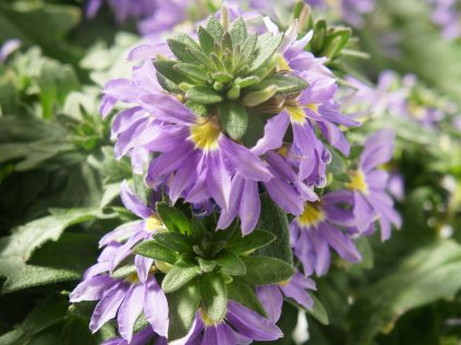 Scaevola Farol Blue