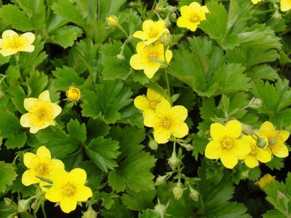 4017 mochnicka trojcetna