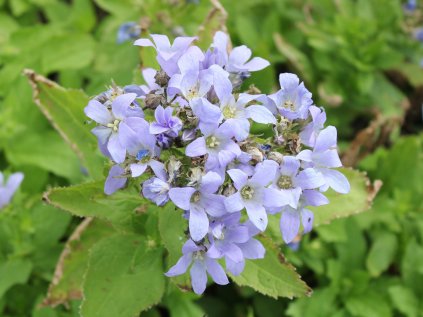 campanula pricherds varieties