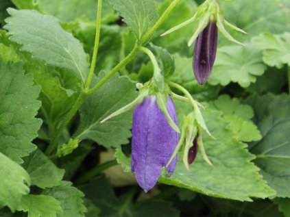 campanula sarastro