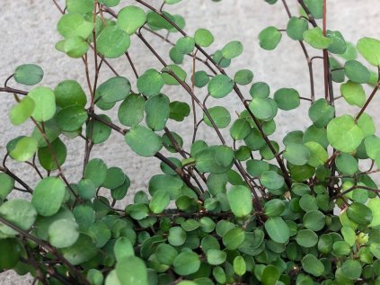 4047 muehlenbekia complexa