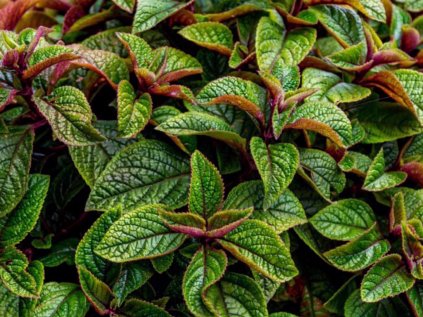 Plectranthus purpuratus