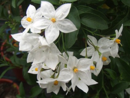 Solanum jasminoides1
