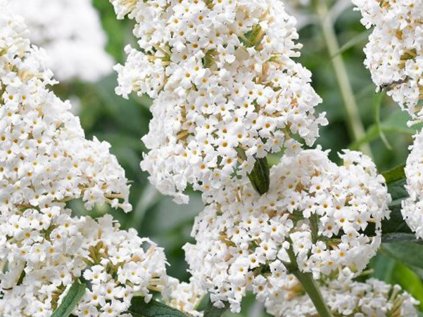 4059 buddleja davidii white profusion