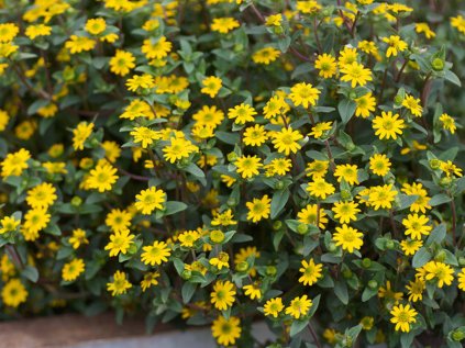 Vitálka položená Picadoro 'Yellow Early' | Sanvitalia procumbens