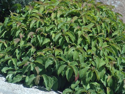 Cornus sericea 'Kelseyi' 3