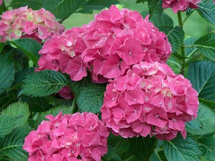 4131 hydrangea macrophylla masja